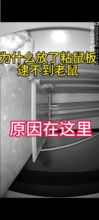 放了粘鼠板,却粘不到老鼠。原因在这里……#生活小常识 #冷知识科普