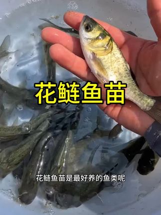 #养殖基地#优质鱼苗#生态养殖 #鱼塘养殖 #农村致富带头人 花鲢鱼苗