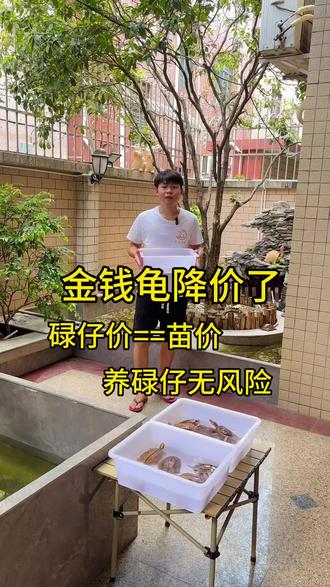 金钱龟怎么养呢?如何选择选择金钱龟碌仔还是选苗子呢?#养龟日常 #金钱龟 #越南金钱龟 #海南金钱龟 #动物世界