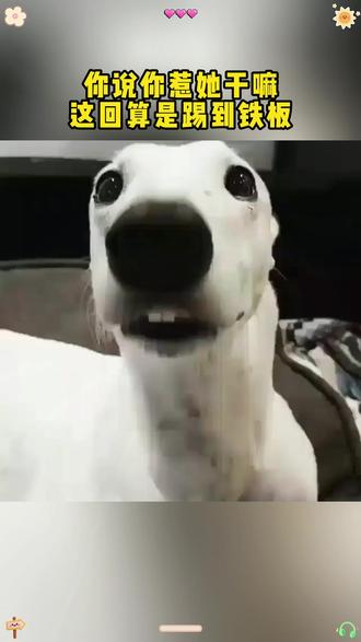 你说你惹她干嘛,这回算是踢到铁板!#教材 #英语 #踢到