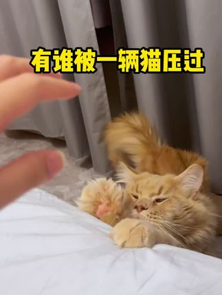有谁被一辆猫压过?#萌宠 #铲屎官的乐趣 #萌宠计划 #养猫人 #一辆猫