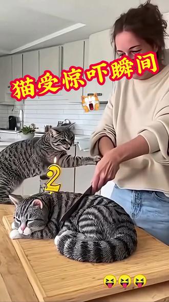 猫被惊吓的超萌瞬间#萌宠 #猫咪的迷惑行为