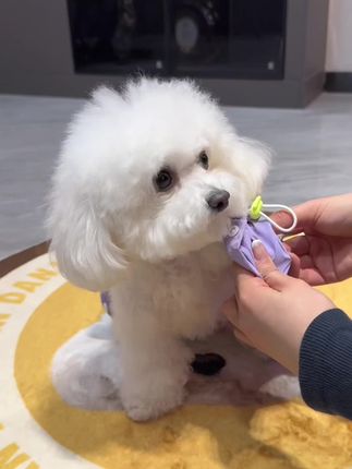 轻薄透气的防风四脚衣 穿出门遛遛还能防蚊虫 一点都不会闷热~#萌宠好物 #狗狗衣服 #也太可爱了吧