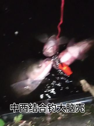 中西结合专钓大脑壳#鲢鳙 #鲢鳙饵料 #鲢鳙大肚漂