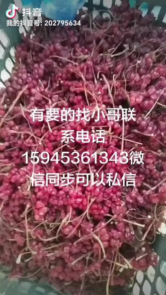 五味子【东北特产】
主要功效:睡眠改善睡眠质量非它莫属。调理失眠、养眼护肝,补肾。
五味子一把(20粒左右)+红枣+冰糖(或蜂蜜)+枸杞=口感酸甜非常好喝。此法顺便补气血,提补肾气卖农村小笨鸡,大鹅,野鸡,粗腿鸡,大红公鸡,乌鸡,活的也可以给杀,笨鸡蛋,鹅蛋,奎山粉条,人参,黄芪,五味子,刺五加籽,木耳联系电话15945361343微信同步.微友帮忙转发一下谢谢