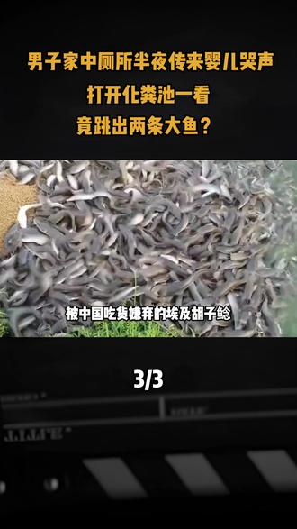 男子家中厕所半夜传来婴儿哭声,打开化粪池一看,竟跳出两条大鱼?#科普 #埃及胡子鲶 #动物 #涨知识
