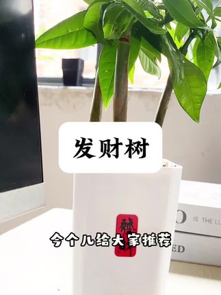 发财树小森林,放桌面还是很好看的!#盆栽种植 #花卉养护 #绿植盆景