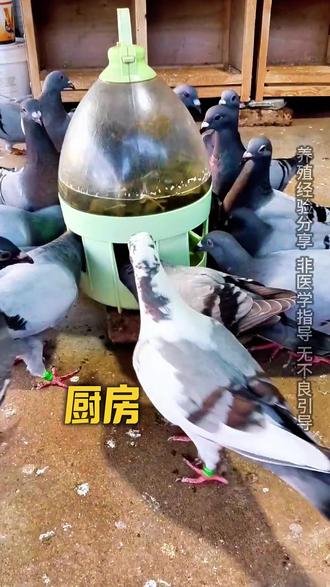 花椒养鸽三用法 老一辈人的经验 #鸽子 #养殖 #经验分享 #新农人 #肉鸽养殖