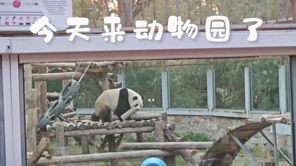 动物园,#萌兰,小动物可以治愈人类的不开心