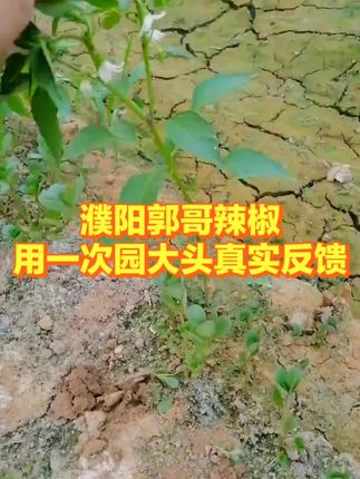 辣椒促花神器 #辣椒种植 #辣椒高产 #促花 #辣椒 #园大头