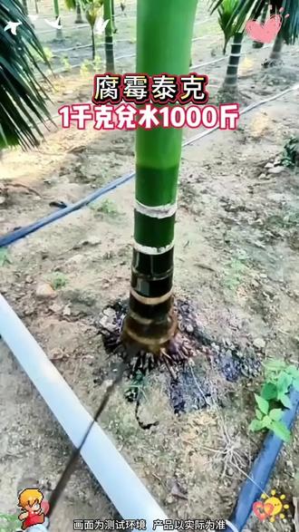 作物根腐,可以试试这个方法#腐霉泰克#根腐#根腐病特效药剂