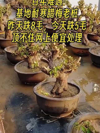 带芽发货浓香型腊梅盆栽腊梅老桩,小院种植#腊梅#腊梅老桩##梅花 #养花小知识 #家庭养花