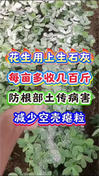 花生防根部土传病害,减少空壳烂果#花生种植 #花生底肥 #花生增产 #花生高产 #花生高产种植