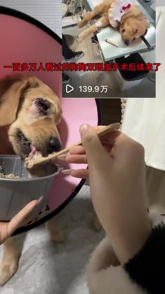 狗狗双眼皮下眼睑内翻➕上下眼倒睫手术第二天