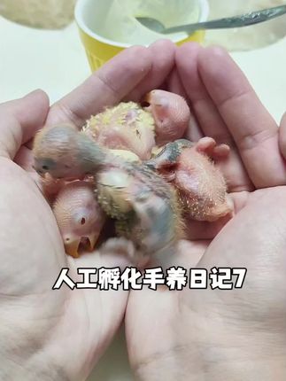 人工孵化手养日记7 #零天手养鹦鹉 #零天手养牡丹 #鹦鹉奶粉 #凡赛尔鹦鹉奶粉 #凡赛尔a21鹦鹉奶粉