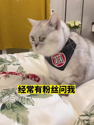我家猫咪个个健康壮实,科学喂养太重要了,这款猫粮是我家4年来的选择 #长肉发腮 #养猫知识 #领先猫粮
