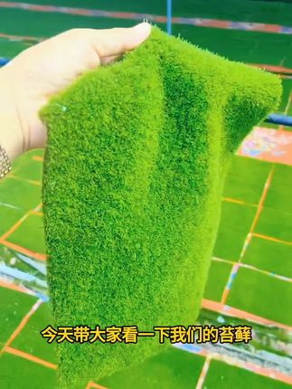 造景鲜活苔藓微景观青苔景观植物铺面短绒小灰藓搭配庭院桌面盆栽 #植物造景 #景观设计 #生态景观