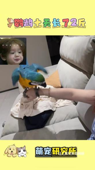 小小身躯背不了这么大的锅 #鹦鹉 #虎皮 #玄风鹦鹉 #萌宠出道计划 #鸟宝宝成长记