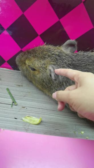 #真假Capybara #你耳朵呢#水豚