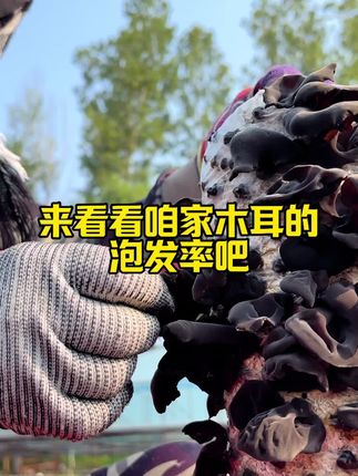 #木耳#东北木耳 #黑木耳 #东北黑木耳 #原产地