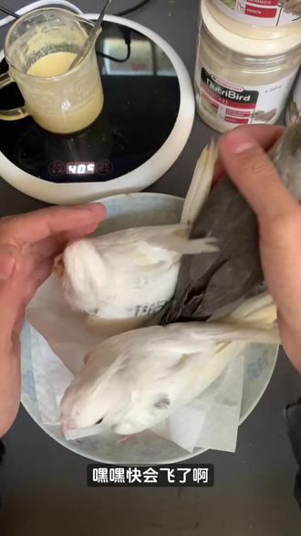 第30天,为什么小鹦鹉突然食欲不好了