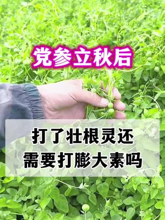 党参立秋后打什么壮根药,党参打壮根灵还能打膨大素吗? #党参种植 #党参种植基地 #党参种植技术 #党参 #岷县党参