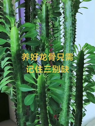 #分享家庭养花知识 #龙骨