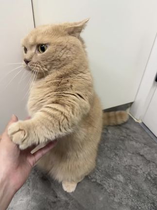 猫狠话不多 #萌主请就位 #抖in萌宠计划  #萌宠日常记录#抖音萌宠出道计划#萌宠出道计划