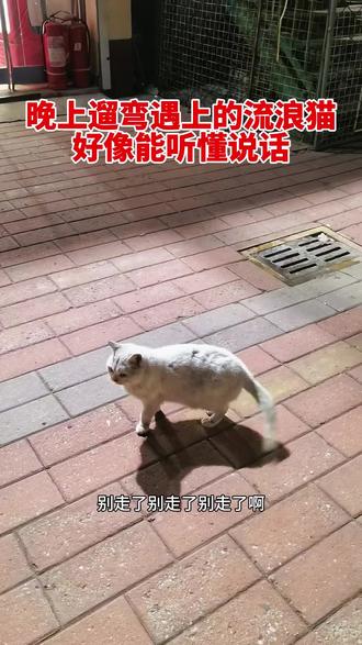 今天晚上出去遛弯,有个流浪猫一直跟着跟着走,也没带吃的,就跟他说我还没带吃的,一会儿跟着我走到那边超市给你买火腿肠吃,好像能听懂人话,小猫一直跟着走了一公里多。超市给他买了个火腿吃,好像还过来感谢我似的。看来是万物皆有灵性啊。#流浪猫#万物皆有灵性 #善待动物关爱生命