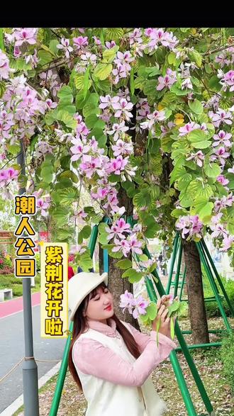 不用远行,在潮州就能邂逅浪漫花廊,潮人公园紫荆花开了,免门票快来拍美照打卡 #潮人公园 #潮汕出游就在潮人公园 #我在潮人公园拍春天#潮人公园花海 #探春就来潮人公园