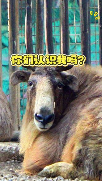 它到底是牛是羊?🐑 它是与大熊猫并列的四大国宝,国家一级保护动物!湖北灵玲春季开园,解锁国宝金毛羚牛的真面目!#金毛羚牛 #湖北灵玲国际旅游度假区 #鄂州灵玲野生动物王国