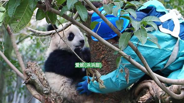 浜浜甜就是月亮小辣椒 喜欢挂树加班 #大熊猫浜浜甜 #大熊猫爱妮 #大熊猫加班 #大熊猫下班 #来这吸熊猫