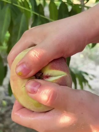 一年吃一次的青州蜜桃