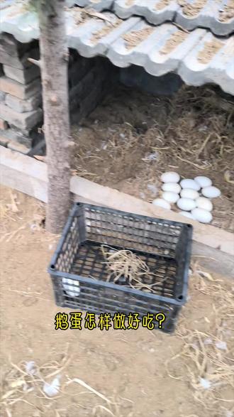 鹅蛋怎样做好吃,普通的家常做法。水煮12-15分钟。炒制的话可以放胡椒或者白酒,醋,可以有效去除腥味。