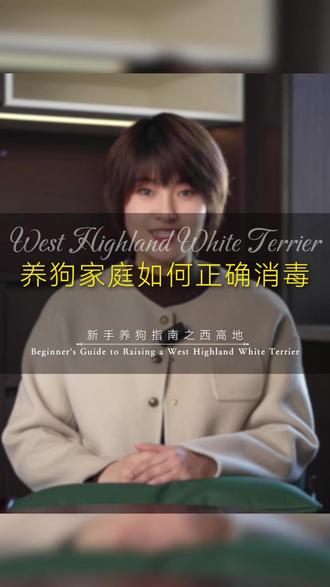 家有西高地宠物犬该如何消毒?保证环境卫生?让狗狗健康长大,看看繁育人怎么说#西高地 #狗狗 #繁育