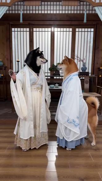 @Au³ #AI王府嫡庶恩怨录 #随变ai随便玩 #和柴犬沟通的正确方式 #柴犬受害者联盟 #柴犬日常