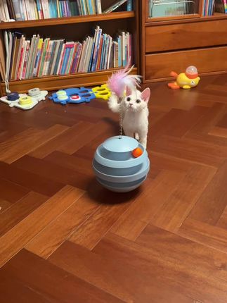 给它买多多的玩具,白天消耗精力,晚上就不折腾我了…哈哈#无限回购的宝藏单品 #超级可爱的小猫咪