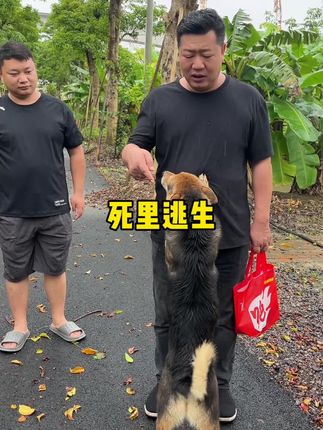 农场的大黑死里逃生,经过抢救活过来了#大炮农场