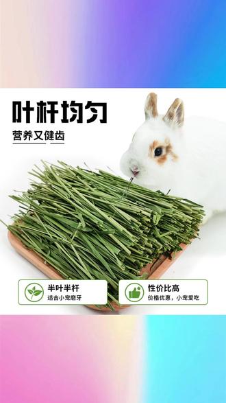 提摩西草兔草烘干草兔子饲料龙猫荷兰猪粮食草料兔粮兔饲料牧草 #提摩西草烘干草 #兔子饲料兔粮 #龙猫荷兰猪粮食 #草料牧草 #小宠主草