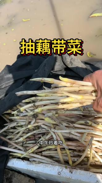 水果莲蓬里抽绿色无污染藕带菜,家里现在每餐必吃!#新农人计划 #新农人摆摊创业