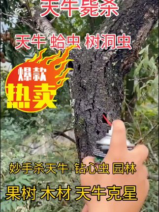 果树 钻心虫 天牛克星喷雾剂 园艺 绿植 树洞虫#钻心虫防治 #天牛幼虫 #天牛克星 #三农 #抖音助农