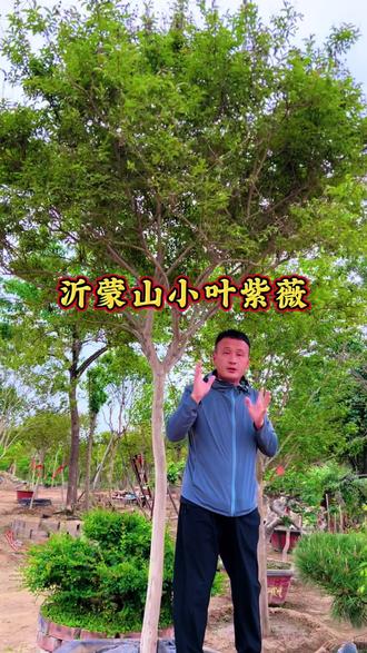 沂蒙山小叶紫薇炒糊了,20年才长到8公分 #沂蒙山小叶紫薇 #沂蒙山小叶百日红 #别墅庭院植物 #造型树 #上热门