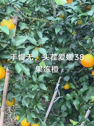 #爱媛38号果冻橙 #爱媛