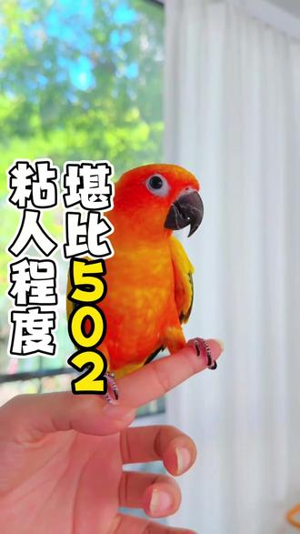 粘人程度堪比502 #鹦鹉 #金太阳鹦鹉 #鹦鹉日常 #萌宠 #鹦鹉鹦鹉萌萌哒逗鹦鹉
