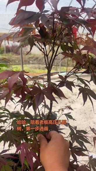 好看原生枫树就是这么产生,生产出来的#我的园艺生活 #枫树种植 #枫树高压 #高压技术 #养花我是认真的但不专业
