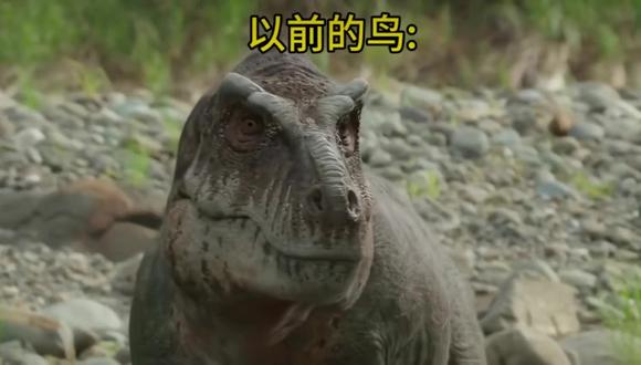 现在的鸟VS以前的#鸟