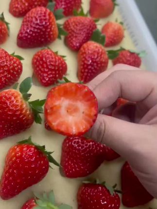 丹东九九草莓成熟啦#草莓 #南方草莓 #丹东草莓