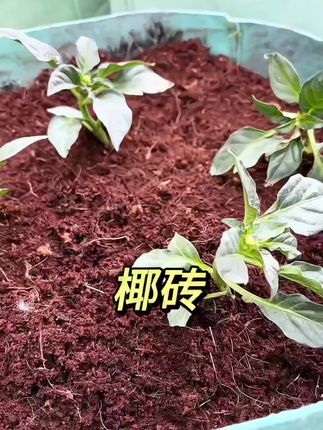 #新疆包邮乌市直发椰砖营养土养花通用型椰土种花种菜多肉椰壳脱盐