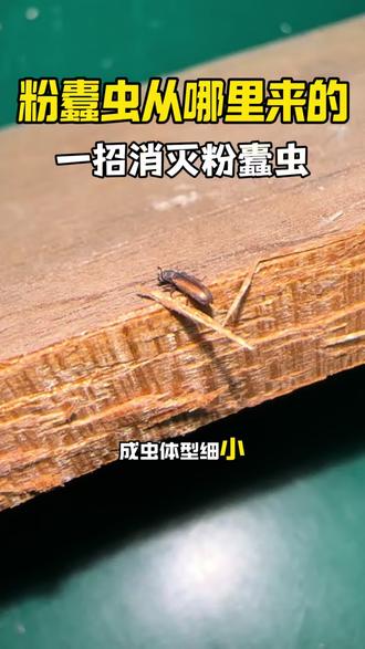 家里木头出粉末是不是粉蠹虫?粉蠹虫从哪里进来的?这就是粉蠹虫,它是家庭最常见的木质害虫,偏爱干燥实木,大多藏在家具、木地板、门框内部。成虫体型细小,平常很难发现,只有排出细木粉、出现小圆蛀孔,才会暴露踪迹,粉蠹虫主要通过劣质板材、新买实木家具携带虫卵入户,也会顺着门窗缝隙钻进家中,幼虫常年啃食木质内部,掏空家具木芯,外表看似完好,内里早已酥烂,严重会导致家具开裂塌陷,木屑粉尘还容易引发皮肤过敏、呼吸道不适,想要彻底消灭粉蠹虫,选用粉蠹虫专用杀虫剂,对准虫孔、粉末堆积处均匀喷洒,药液渗入孔洞有效灭杀虫卵幼虫#粉蠹 #粉蠹虫 #蛀虫 #蛀虫吃木头 #粉蠹虫消杀方法