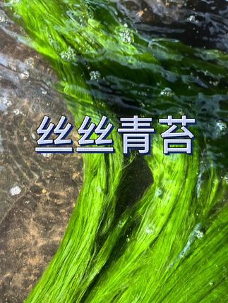 鲜货丝丝青苔#钓鱼
